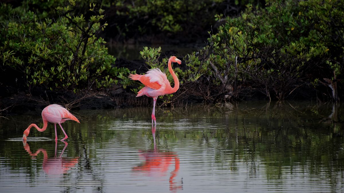 Bogoria湖,是東非大裂谷的珍珠,火鶴(flamingo)染紅湖面,被認為是非洲最美的景緻。(圖/ Summer Li @PEXELS) Bogoria湖,是東非大裂谷的珍珠,火鶴(flamingo)染紅湖面,被認為是非洲最美的景緻。(圖/ Summer Li @PEXELS)