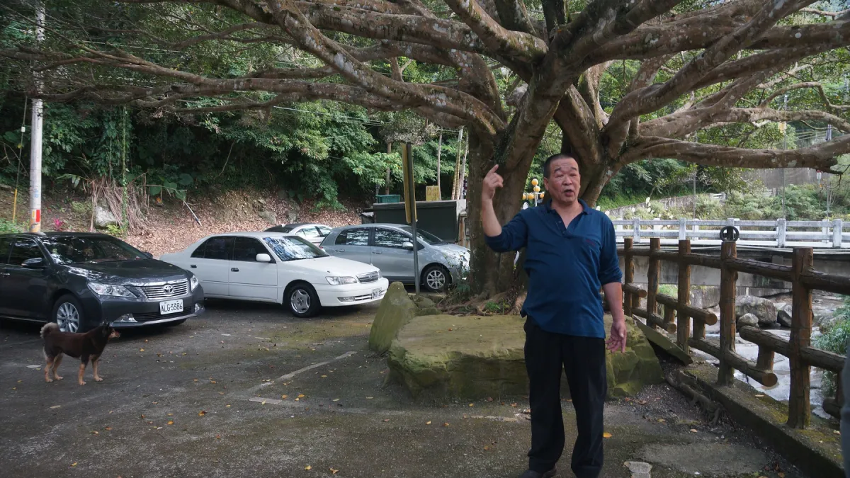 新北鶯歌區公所今年提報之受保護樹木,農業局將送受保護樹木審議會審核。(圖/新北市鶯歌區公所提供)