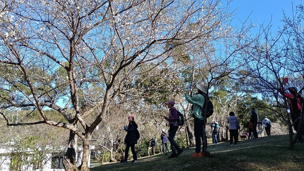 桃園角板山行館園區梅花正值盛開期,13日吸引超過萬人上山賞梅。(圖/桃園市政府風管處提供) 桃園角板山行館園區梅花正值盛開期,13日吸引超過萬人上山賞梅。(圖/桃園市政府風管處提供)