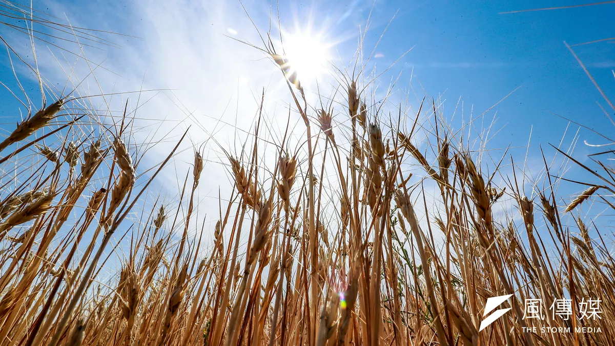 安塔托利亞農地上乾枯的小麥田。(資料照,Daniel S. Y. Ceng攝) 安塔托利亞農地上乾枯的小麥田。(資料照,Daniel S. Y. Ceng攝)