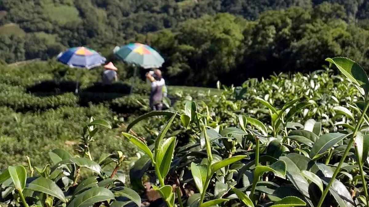 台灣來到人口減少時代,農村人口快速老化,一群年輕人打算引進新科技翻轉農村。圖為坪林茶園 (黃柏鈞提供) 台灣來到人口減少時代,農村人口快速老化,一群年輕人打算引進新科技翻轉農村。圖為坪林茶園 (黃柏鈞提供)