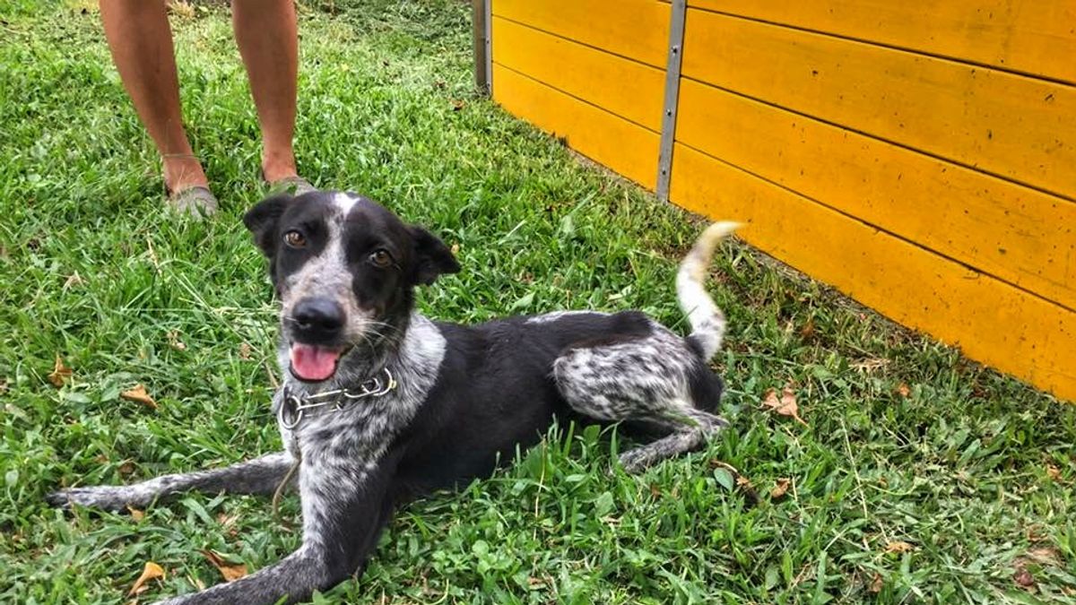 預備搜救犬平平雖然抗拒搜救培訓,但期待擁有一個愛牠的新家庭。(圖/高雄市政府動物保護處提供) 預備搜救犬平平雖然抗拒搜救培訓,但期待擁有一個愛牠的新家庭。(圖/高雄市政府動物保護處提供)