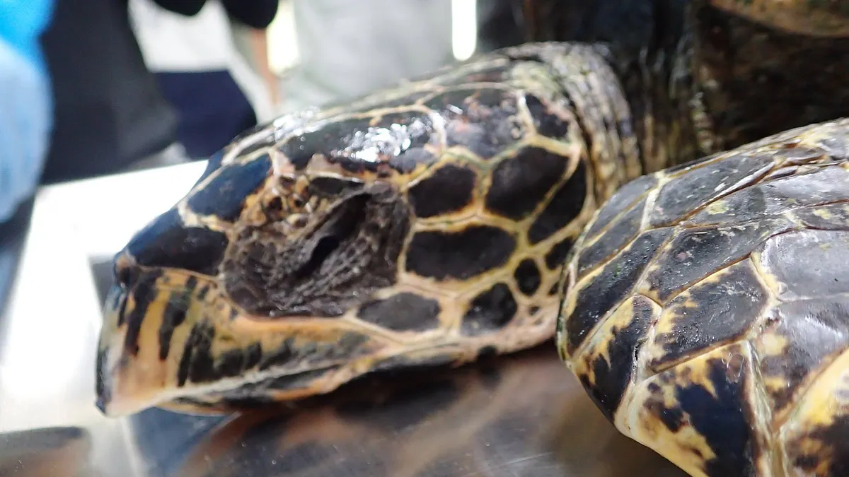 玳瑁「小利」腸胃中的塑膠垃圾(台灣大學海洋生態暨保育研究室)