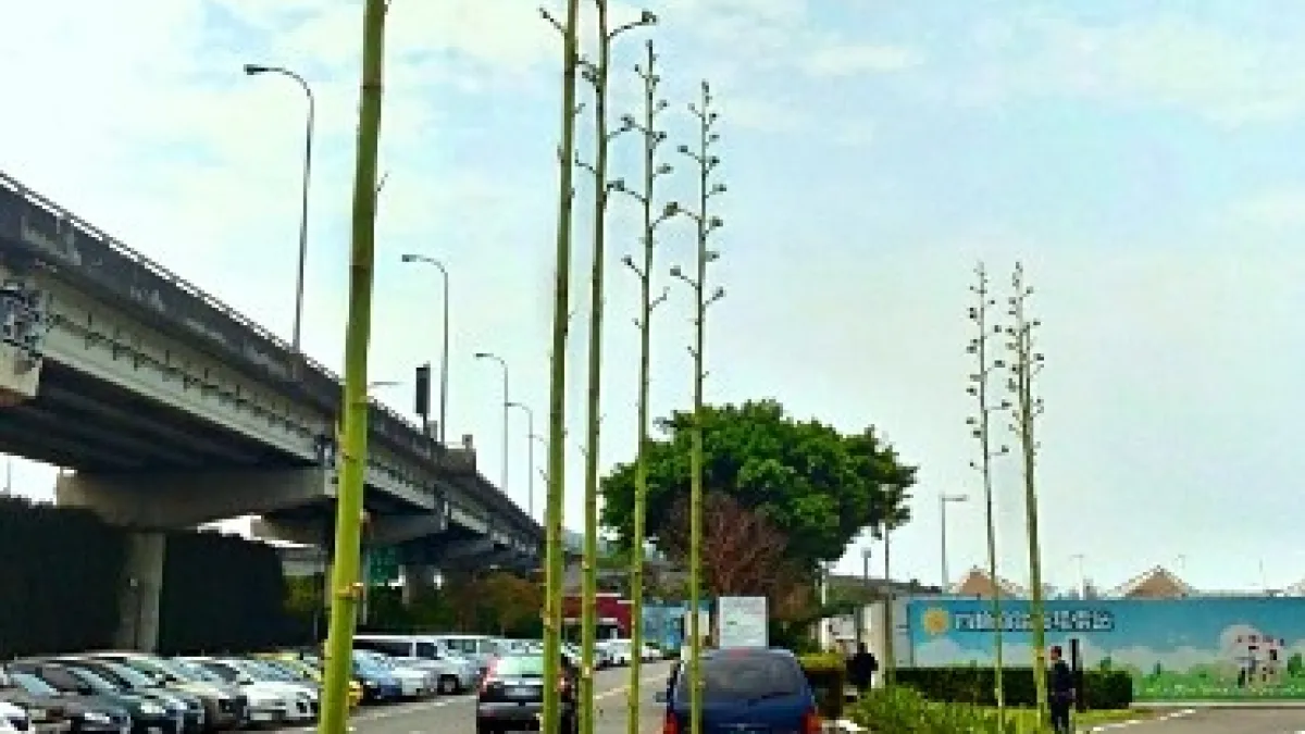 龍舌蘭開花竟是藤? 錯過花期只能再等N年