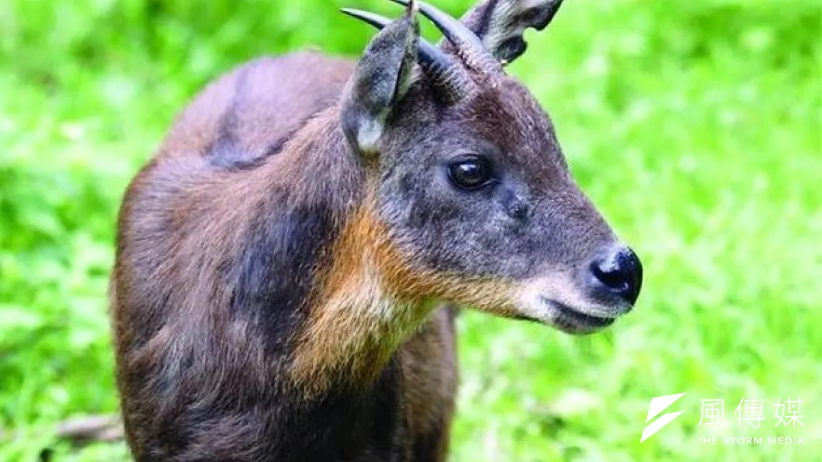 長鬃山羊「喜羊羊」。(取自台北市立動物園)