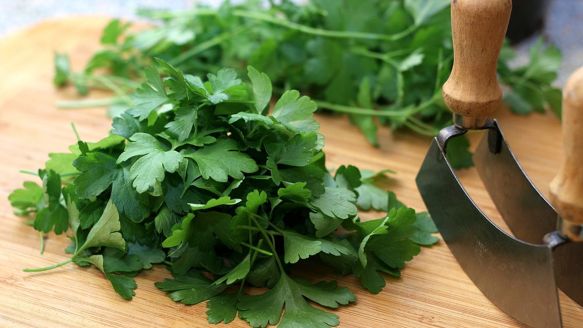 台灣菜餚常食用的香菜葉,有防失智、降血脂、減少肝脂肪堆積等功效。(示意圖/取自pixabay) 台灣菜餚常食用的香菜葉,有防失智、降血脂、減少肝脂肪堆積等功效。(示意圖/取自pixabay)