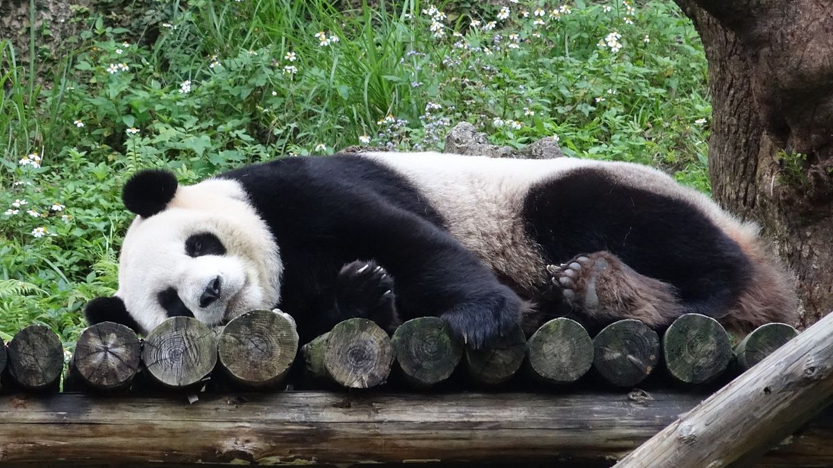圓仔將滿4歲轉大人 動物園周四開生日趴 圓仔將滿4歲轉大人 動物園周四開生日趴