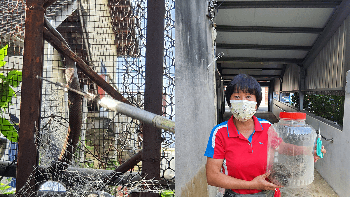 林厝里長蕭富子變身抓蛇高手,10天內抓到4條蛇。(圖/取自蕭富子臉書) 林厝里長蕭富子變身抓蛇高手,10天內抓到4條蛇。(圖/取自蕭富子臉書)