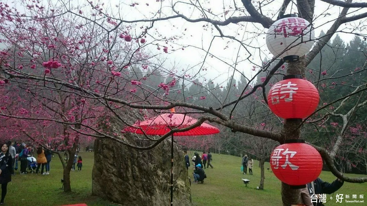 九族櫻花盛開 入園人數逾2萬人