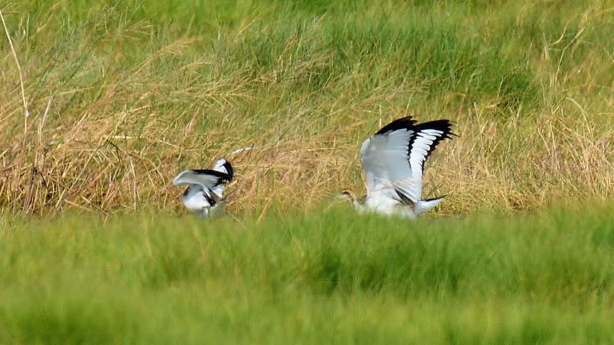 繼九月份紫鷺、池鷺及彩䴉等珍稀候鳥在濕地現蹤。(圖/工務局提供) 繼九月份紫鷺、池鷺及彩䴉等珍稀候鳥在濕地現蹤。(圖/工務局提供)