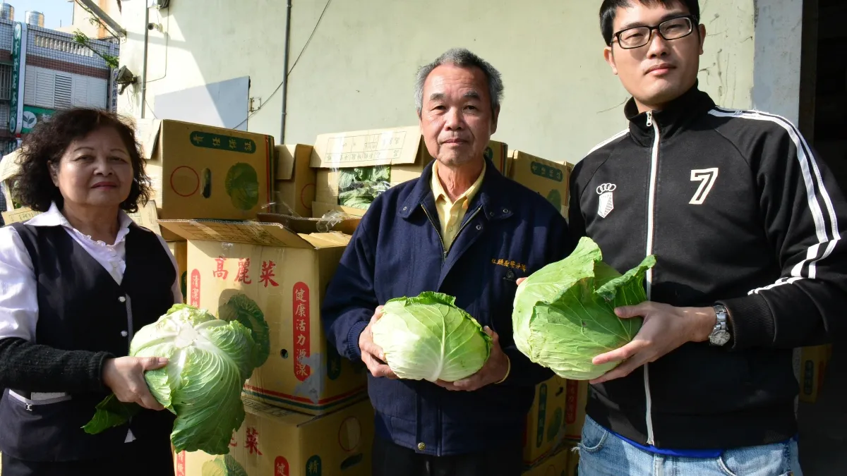 高麗菜產銷失衡 彰縣府訂購發送社福團體