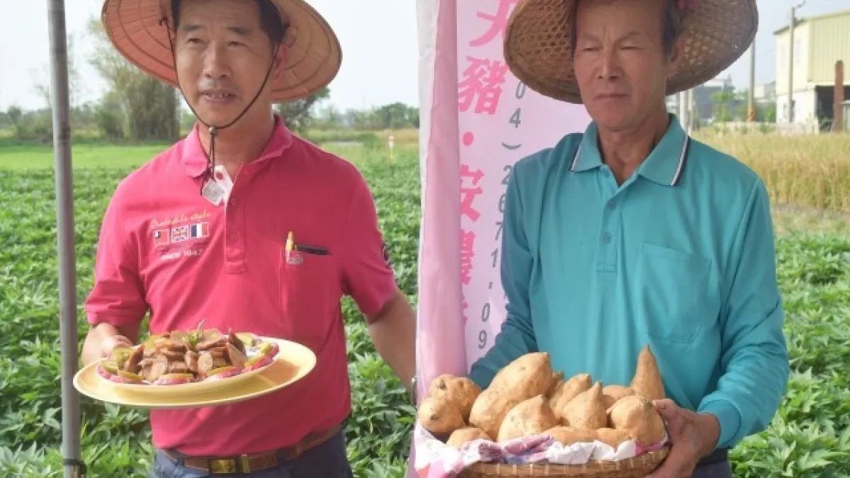 解決海域種植困境 大安農會契作地瓜估元旦後收成