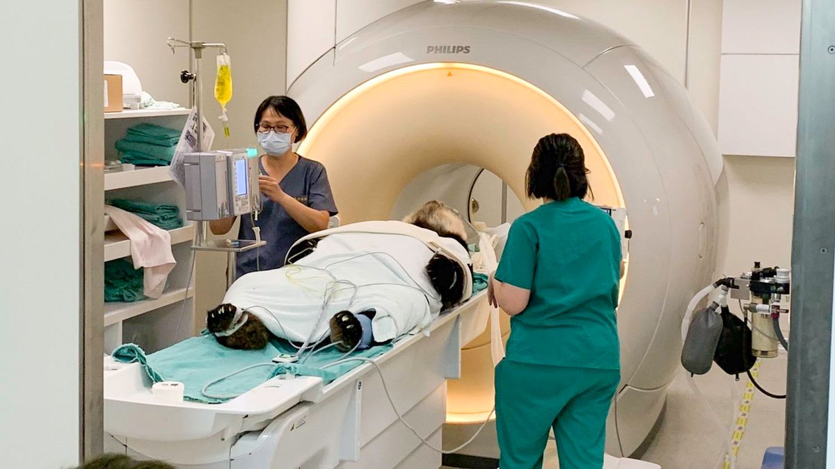 18歲的大貓熊「團團」接受MRI檢查。(取自台北市立動物園) 18歲的大貓熊「團團」接受MRI檢查。(取自台北市立動物園)
