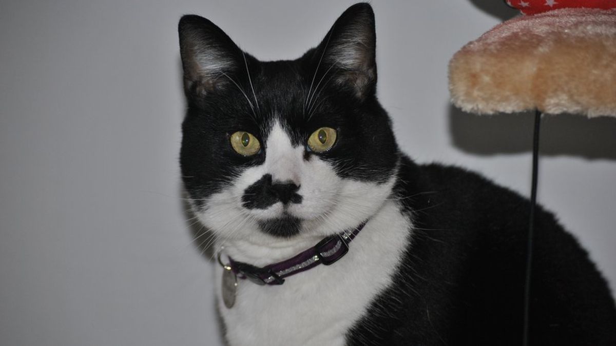 調查發現英國男人更愛養貓。這是不是一隻有紳士派頭的貓?還是像個警長?(BBC中文網) 調查發現英國男人更愛養貓。這是不是一隻有紳士派頭的貓?還是像個警長?(BBC中文網)