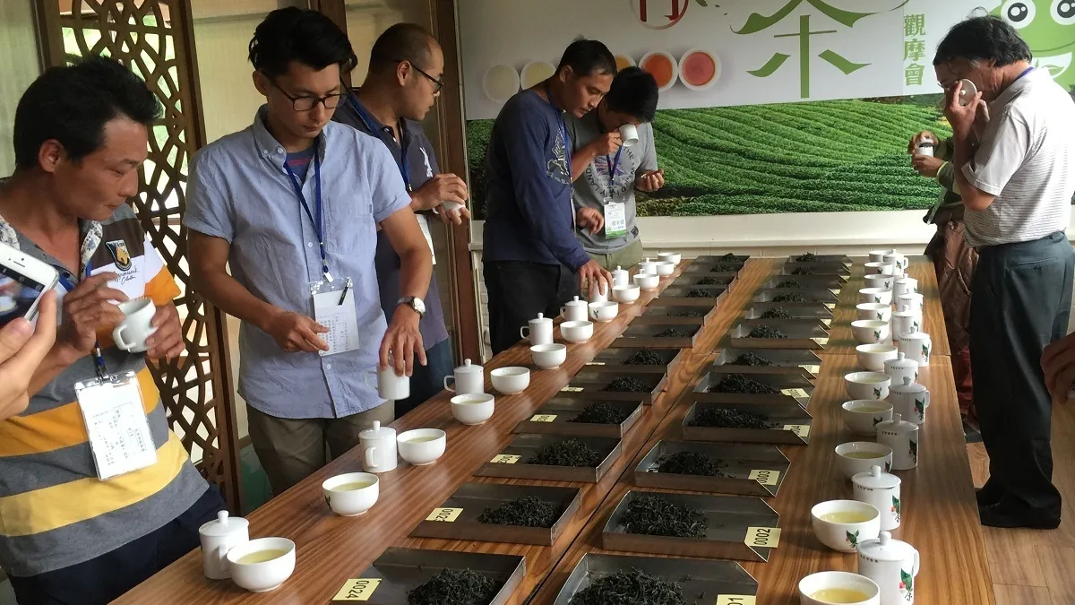 延續古早傳統 坪林茶農鬥茶提升經驗交流