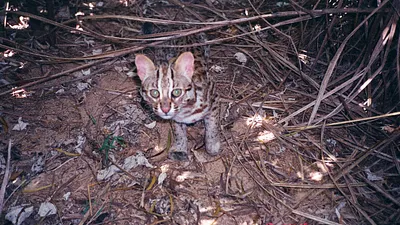國產汽車龍頭裕隆集團為了在苗栗三義擴建車輛驗證道,擬開發30年來未涉足的山林。保育團體指當地是石虎棲息地,若要開發應做好完整調查、提出相應對策保護生態,但裕隆至今的表現卻令保育團體憂心。圖為棲息於苗栗火炎山的石虎。(石虎保育協會提供)