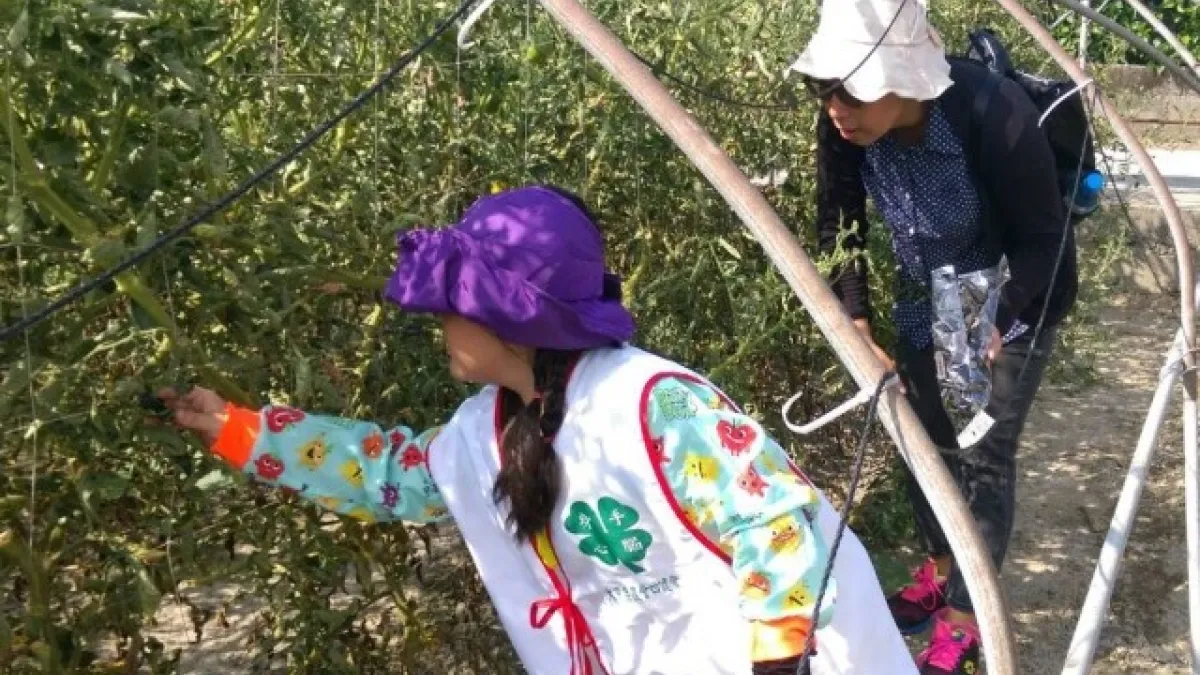 大甲農會寓教於樂 邀西岐國小20學童下田採蕃茄