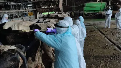 牛隻乖乖排隊等候抽血以及結核病檢測。(圖/新北市動保處提供)