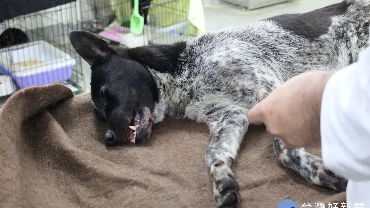 連假玩樂狗狗獨守陽台淋雨 飼主遭動防所開罰
