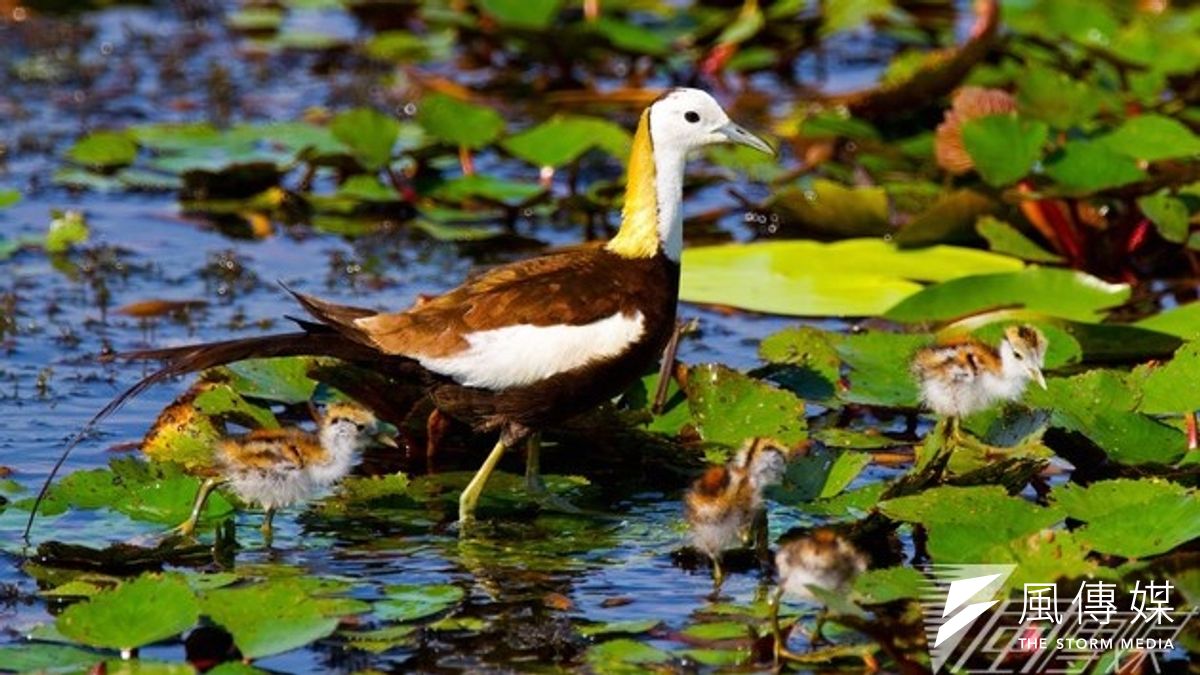 這隻苦命的水雉爸爸單獨帶著4隻小水雉「到處討生活」,是鳥界最苦命的老爸!(呂紹煒攝) 這隻苦命的水雉爸爸單獨帶著4隻小水雉「到處討生活」,是鳥界最苦命的老爸!(呂紹煒攝)