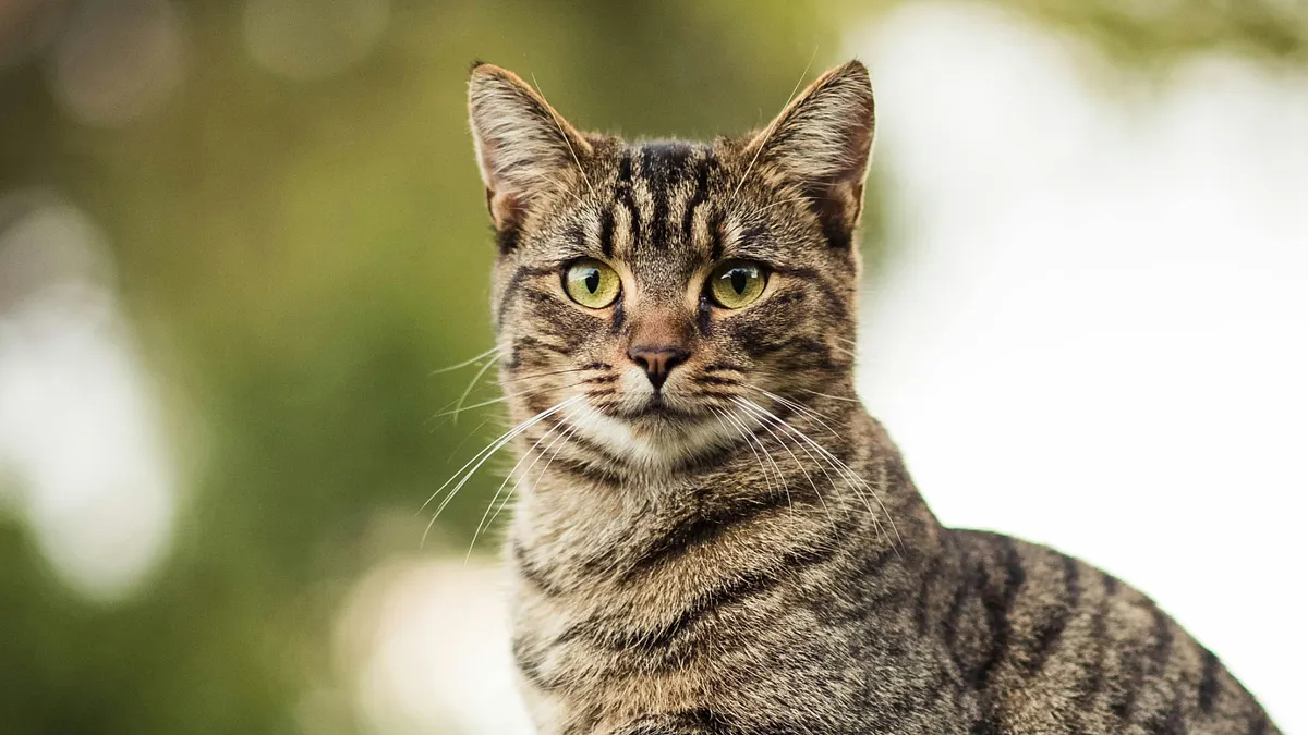 2026全台寵物補助懶人包》最高領3000元!各縣市貓狗結紮、醫療補貼申請資格條件時間金額一次看(圖/取自unsplash)