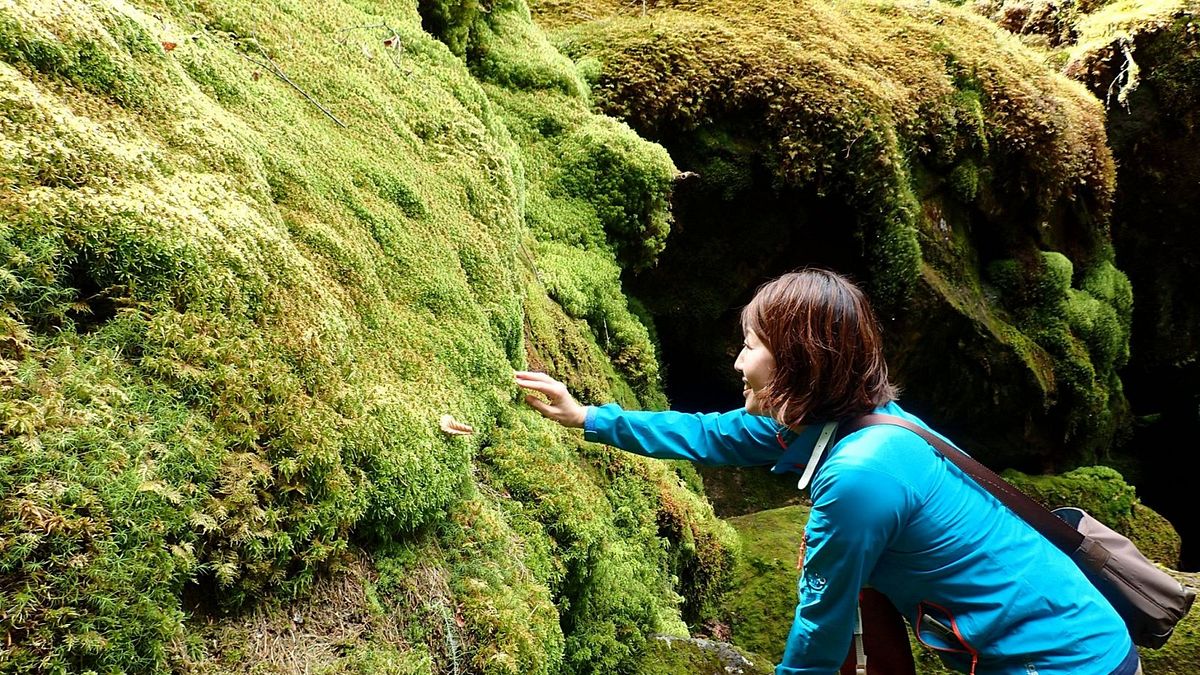 「我愛苔蘚更甚於女人,即使再沒有人欣賞苔蘚,我仍然會與苔蘚共存。」經營苔蘚專賣店的老闆這麼說。(圖/*CUP提供) 「我愛苔蘚更甚於女人,即使再沒有人欣賞苔蘚,我仍然會與苔蘚共存。」經營苔蘚專賣店的老闆這麼說。(圖/*CUP提供)