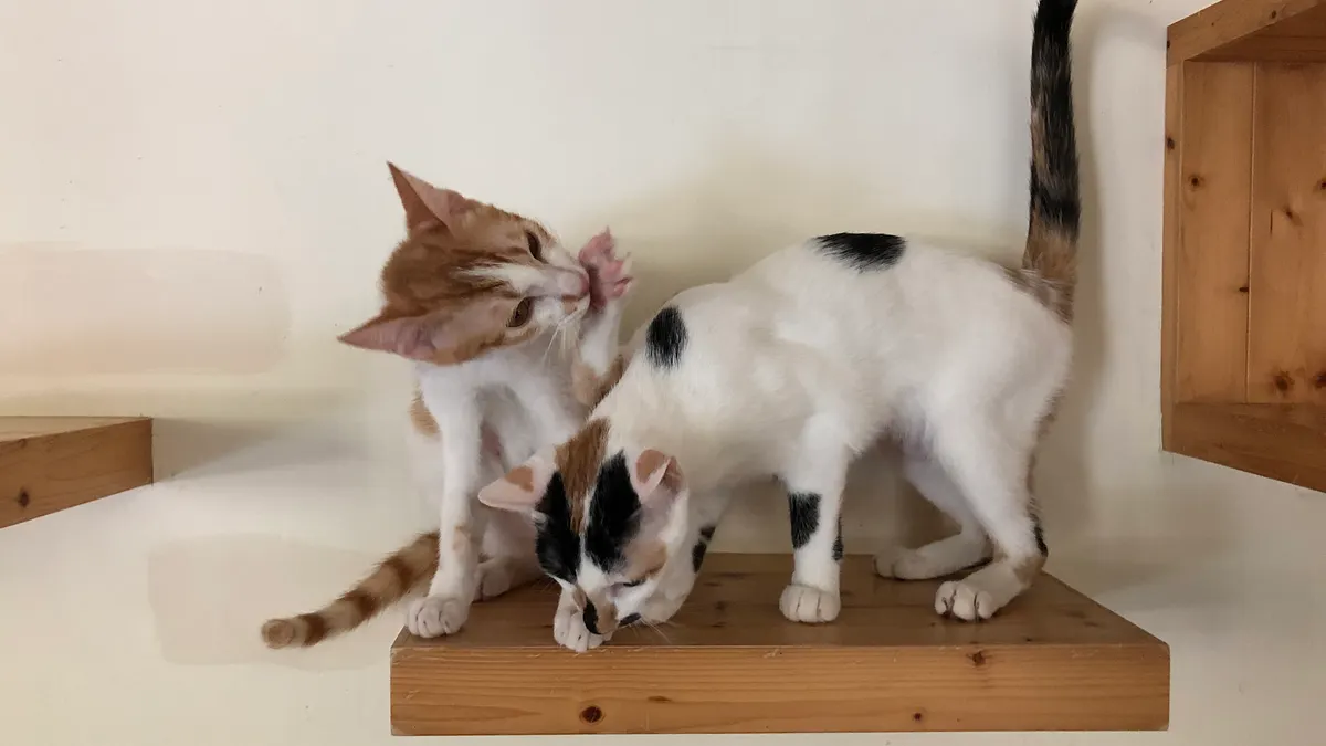 家有毛小孩的飼主注意了!2026 年度(115 年)各縣市政府最新的「犬貓絕育補助」方案已陸續公告。為了落實《動物保護法》並增進寵物健康,政府提供最高 2,000 元的結紮津貼。(圖/高市動保處提供)