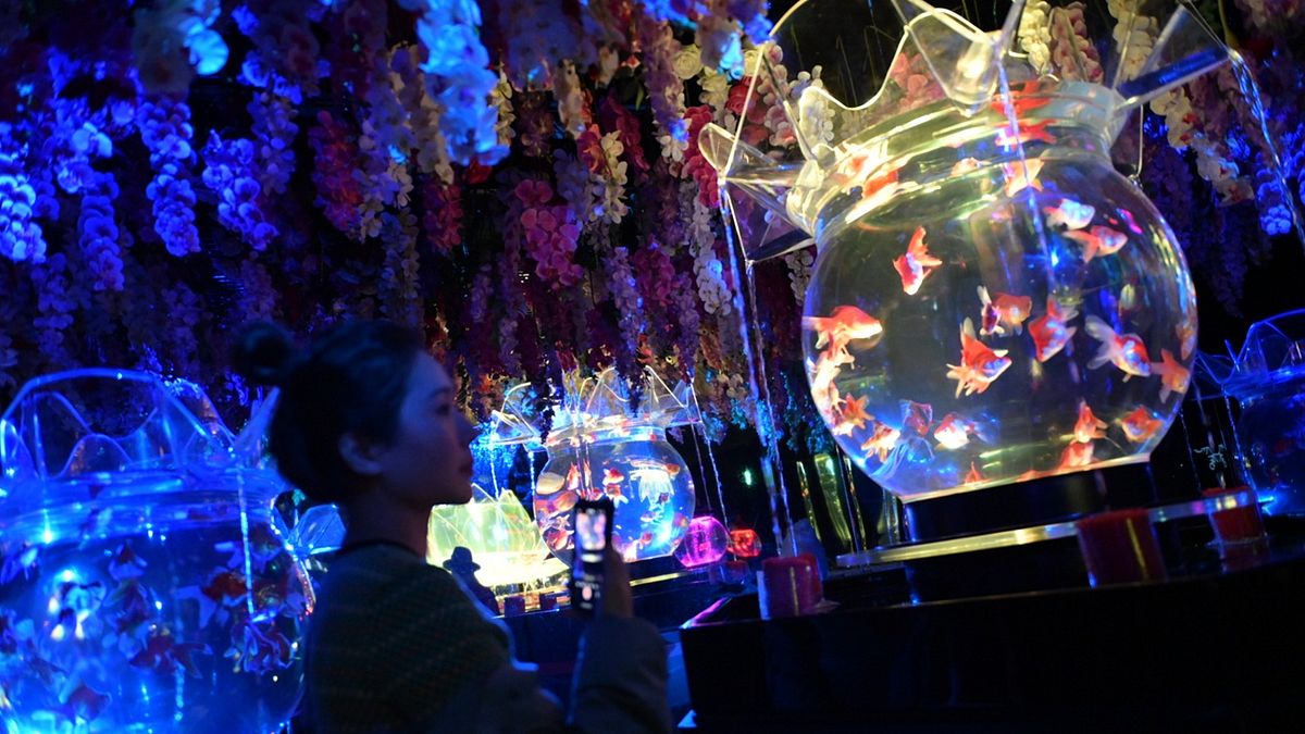 金魚藝術展 12 月 23 日在信義區「ATT 4 FUN」7 樓盛大揭幕,展期預計持續至 2025 年 5 月。(圖/Art Aquarium®提供) 金魚藝術展 12 月 23 日在信義區「ATT 4 FUN」7 樓盛大揭幕,展期預計持續至 2025 年 5 月。(圖/Art Aquarium®提供)