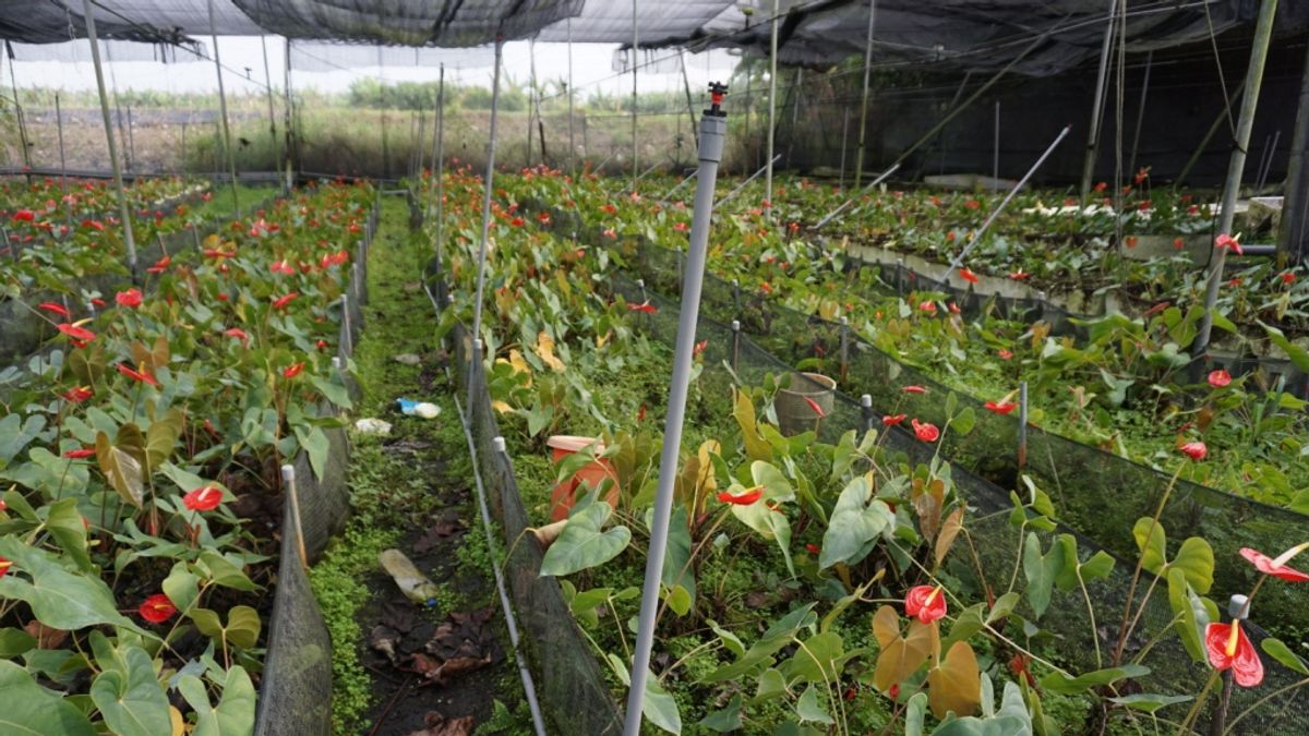 經由穿孔管等末端管線以滴灌等方式調控,相對傳統漫灌方式可省水5成以上,只要於農地農作生產,並願意設置穿孔管等末端管線進行噴灌等節水方式栽培,即可補助設置末端管路灌溉系統及灌溉調控設施。(圖/高雄市政府農業局提供) 經由穿孔管等末端管線以滴灌等方式調控,相對傳統漫灌方式可省水5成以上,只要於農地農作生產,並願意設置穿孔管等末端管線進行噴灌等節水方式栽培,即可補助設置末端管路灌溉系統及灌溉調控設施。(圖/高雄市政府農業局提供)