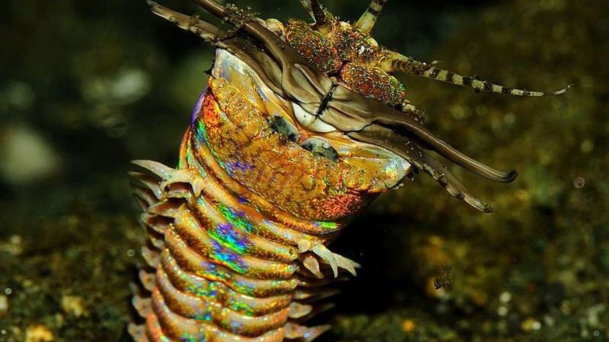 北觀處推出「巨蟲遺跡-野柳生痕化石特展」,邀請民眾一同體驗。(圖/北海岸及觀音山國家風景區管理處提供) 北觀處推出「巨蟲遺跡-野柳生痕化石特展」,邀請民眾一同體驗。(圖/北海岸及觀音山國家風景區管理處提供)