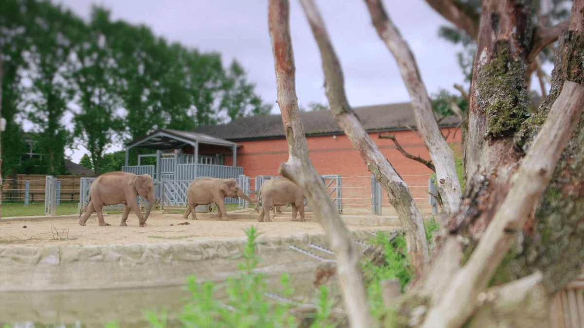 動物園有能力教育人們,如何負責任地和野生動物互動,但動物園是否願意重新評估他們最為基本,身為動物及保育機構的角色?(CNEX 提供) 動物園有能力教育人們,如何負責任地和野生動物互動,但動物園是否願意重新評估他們最為基本,身為動物及保育機構的角色?(CNEX 提供)