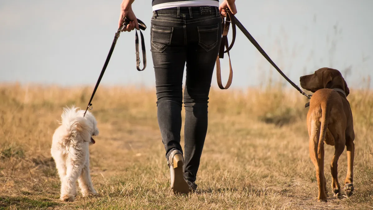 英國飼主連遛狗都提心吊膽。(取自Pixabay)