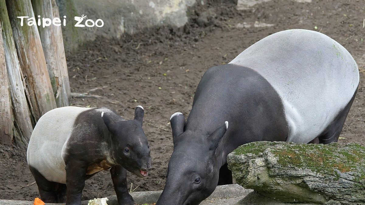 台北市立動物園馬來貘寶寶「貘豆」大年初二陪媽媽「貘芳」一起回娘家團聚(台北市立動物園) 台北市立動物園馬來貘寶寶「貘豆」大年初二陪媽媽「貘芳」一起回娘家團聚(台北市立動物園)