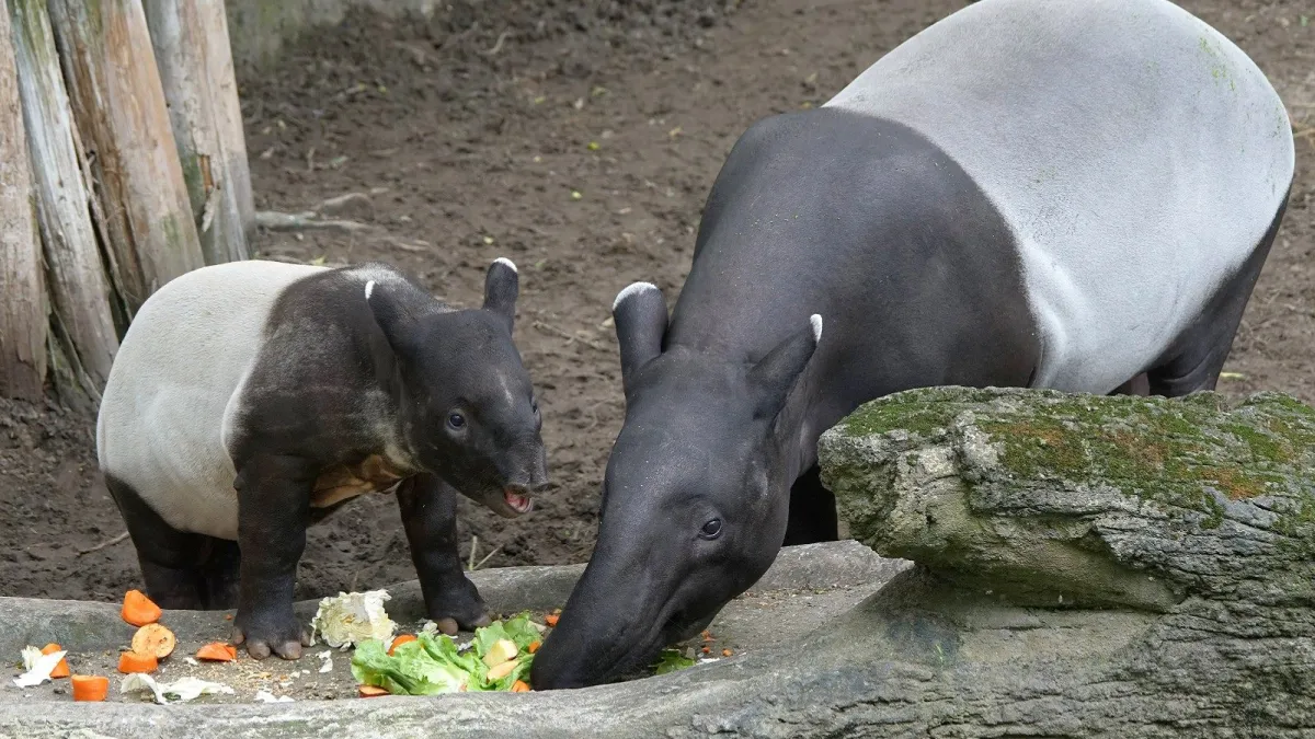 台北市立動物園馬來貘寶寶「貘豆」大年初二陪媽媽「貘芳」一起回娘家團聚(台北市立動物園)