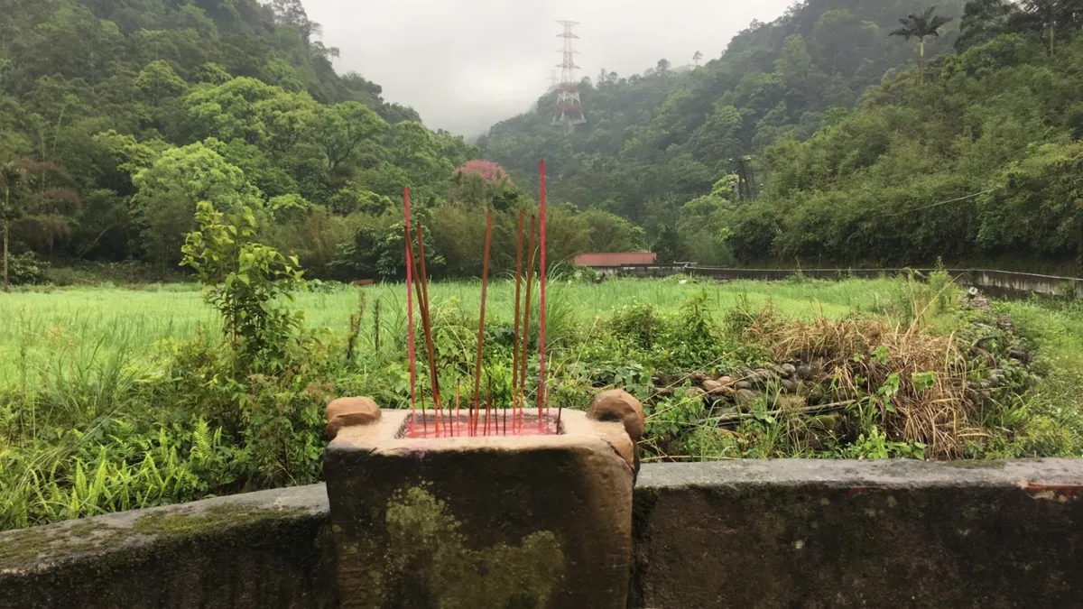 桐花祭典感念山林 小粗坑古道桐花亮相