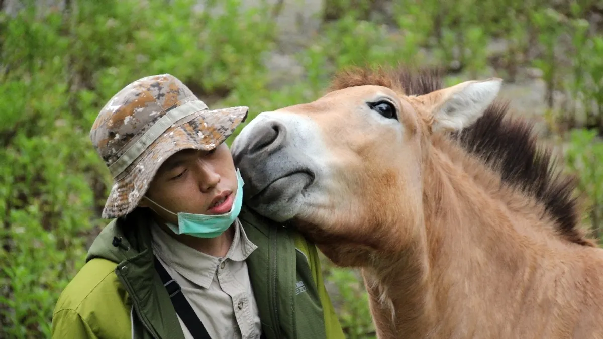 蒙古野馬「勇春」愛刷毛 親吻保育員好溫馨