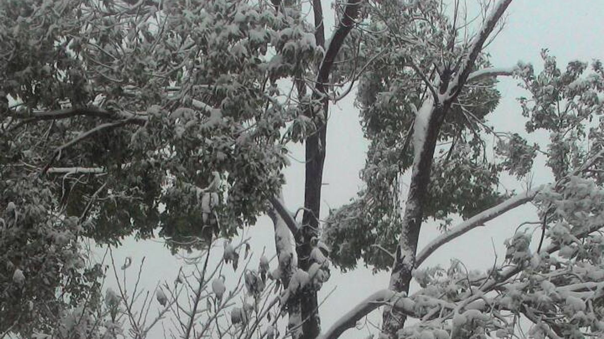 復興拉拉山降雪了,民眾玩瘋 復興拉拉山降雪了,民眾玩瘋