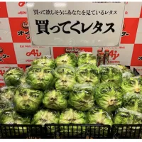味の素がJA全農長野と組んで藤原竜也さんの顔フィルム入りレタス1万個を限定販売し、オイスターソースを使った「瞬間消滅レシピ」で夏場のフードロス解決を目指す。(写真/味の素㈱PR事務局提供) 味の素がJA全農長野と組んで藤原竜也さんの顔フィルム入りレタス1万個を限定販売し、オイスターソースを使った「瞬間消滅レシピ」で夏場のフードロス解決を目指す。(写真/味の素㈱PR事務局提供)