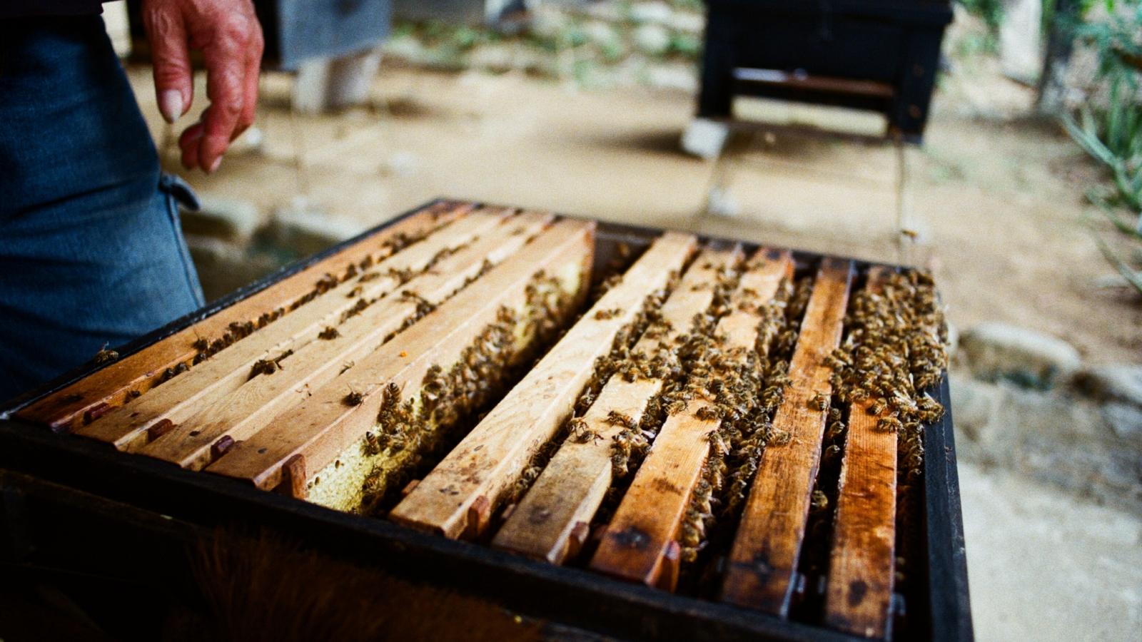 股票操作總是賺少賠多?名家點出「虎頭蜂」策略:學會分層持倉最重要