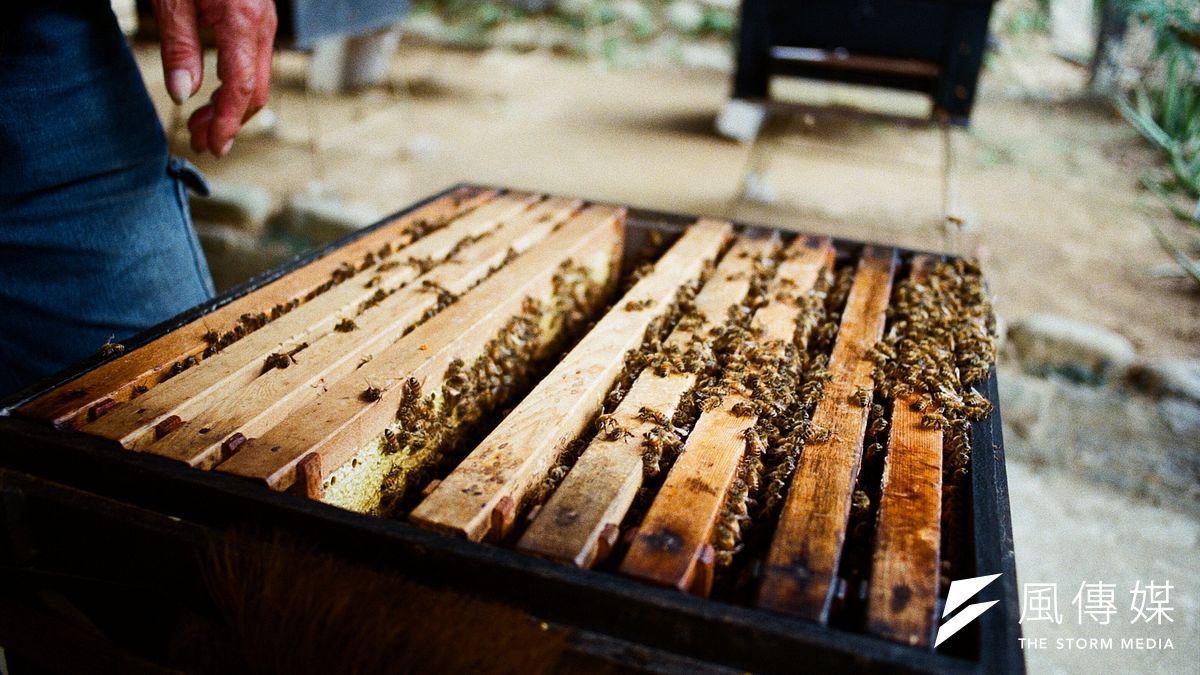 不少瓜農每季都向蜂農購買蜜蜂用於授粉,卻因不善養蜂,導致授粉效果不佳、或是讓蜜蜂輕易死去。示意圖。(廖羿雯攝) 不少瓜農每季都向蜂農購買蜜蜂用於授粉,卻因不善養蜂,導致授粉效果不佳、或是讓蜜蜂輕易死去。示意圖。(廖羿雯攝)