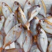 台灣民眾常吃各種魚類海鮮,但要吃得健康仍需留意種類選擇。(示意圖/取自pexels) 台灣民眾常吃各種魚類海鮮,但要吃得健康仍需留意種類選擇。(示意圖/取自pexels)