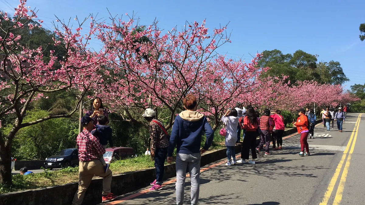 花園新城櫻花盛開 賞花人潮絡繹不絕