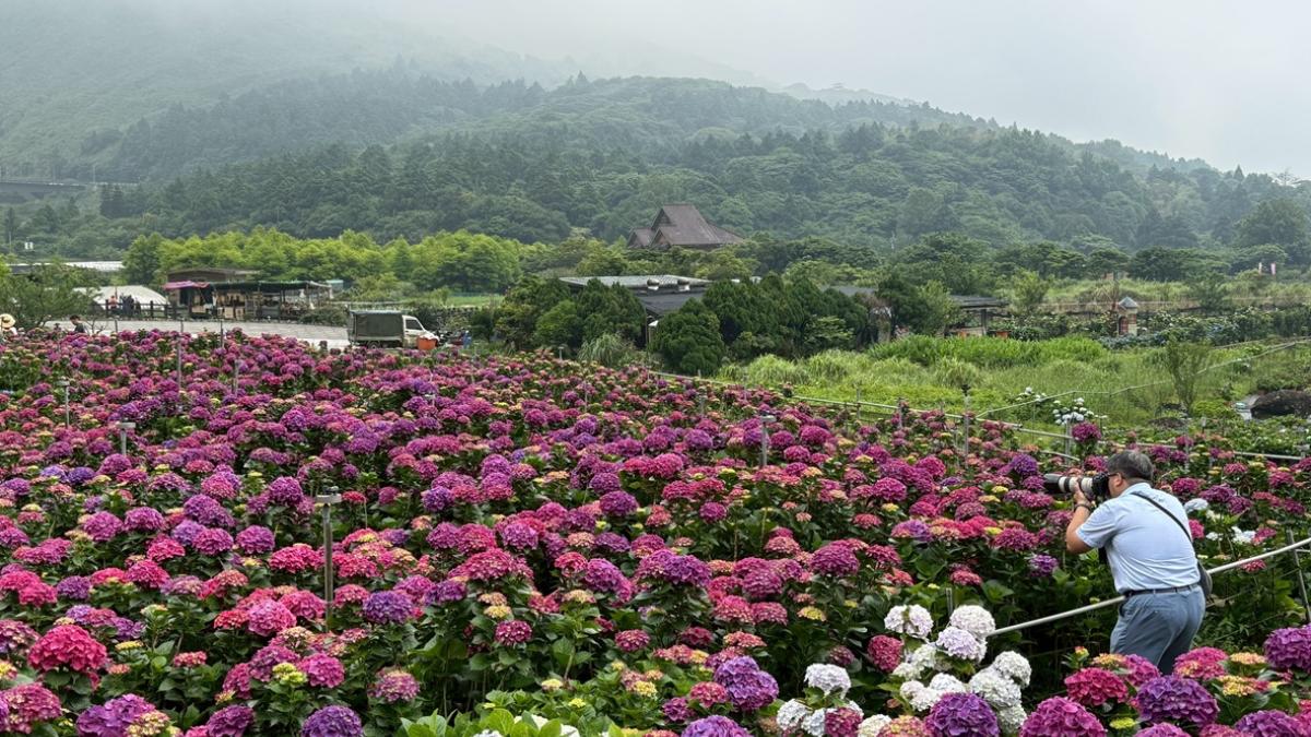 陽明山繡球花季全攻略「3大地景藝術」開放,老鋼琴藏在花海裡!