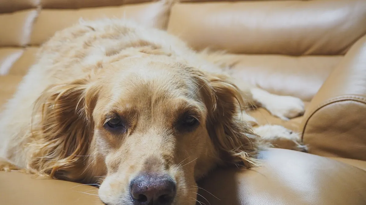 累得跟狗一樣,該怎麼用英文表達呢?(圖/取自Pexels) 累得跟狗一樣,該怎麼用英文表達呢?(圖/取自Pexels)