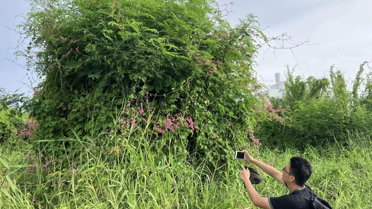蘇立中和團隊最近也到澎湖鼎灣村探查,當地的野草跟台灣很不一樣。(三玉號提供)