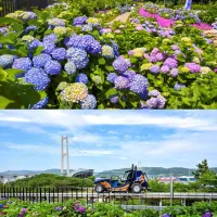 Ride Through a Sea of 900,000 Hydrangeas: Ulsan Namgu's 5th Jangsaengpo Hydrangea Festival Unveils the New Whale Kart Ride Through a Sea of 900,000 Hydrangeas: Ulsan Namgu's 5th Jangsaengpo Hydrangea Festival Unveils the New Whale Kart