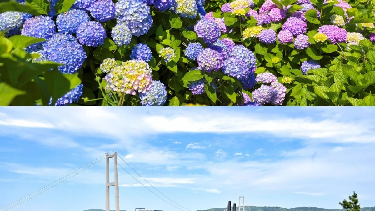 Ride Through a Sea of 900,000 Hydrangeas: Ulsan Namgu's 5th Jangsaengpo Hydrangea Festival Unveils the New Whale Kart