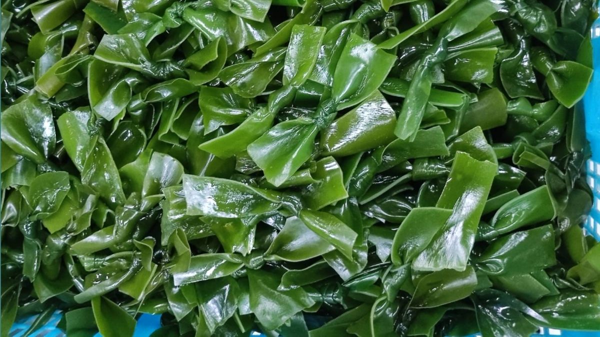 你是否曾經思考過,為什麼海帶要打結?這些結是由人工綁的嗎?(圖/廖炯程提供) 你是否曾經思考過,為什麼海帶要打結?這些結是由人工綁的嗎?(圖/廖炯程提供)