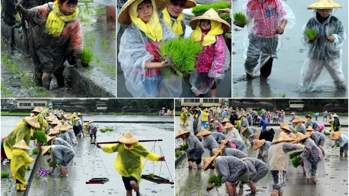 趁著春耕好時節 千人冒雨去插秧