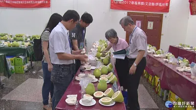 八里文旦柚評鑑比賽 甜度15度讓評審讚歎不已